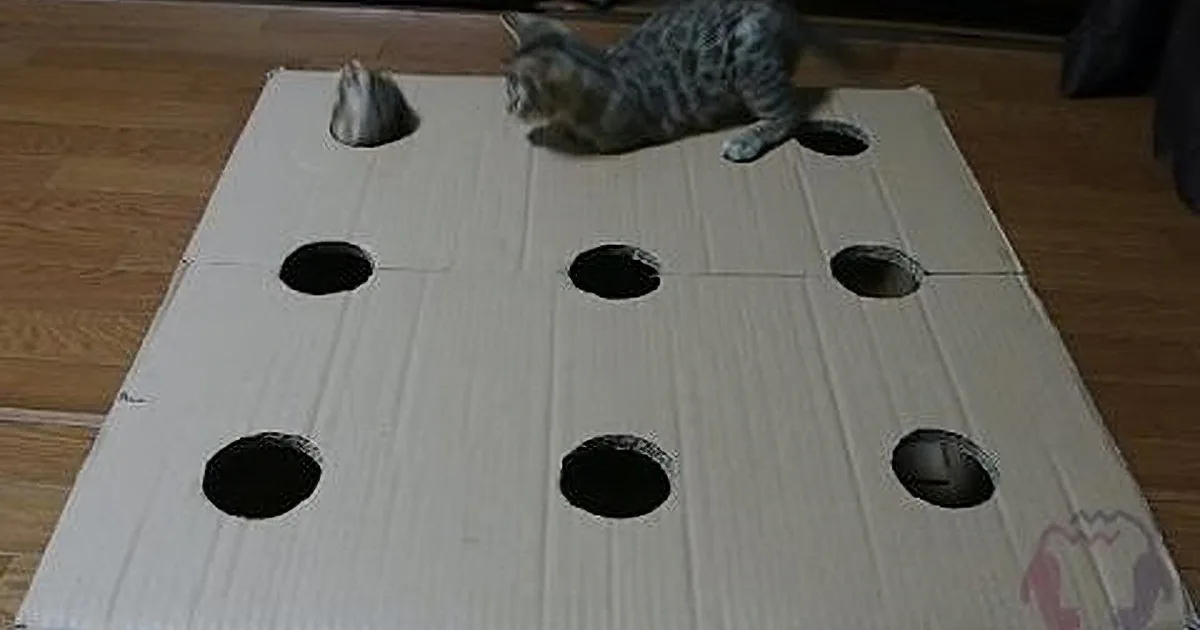 Bengal Kittens Play Whack-a-Mole! so Funny!