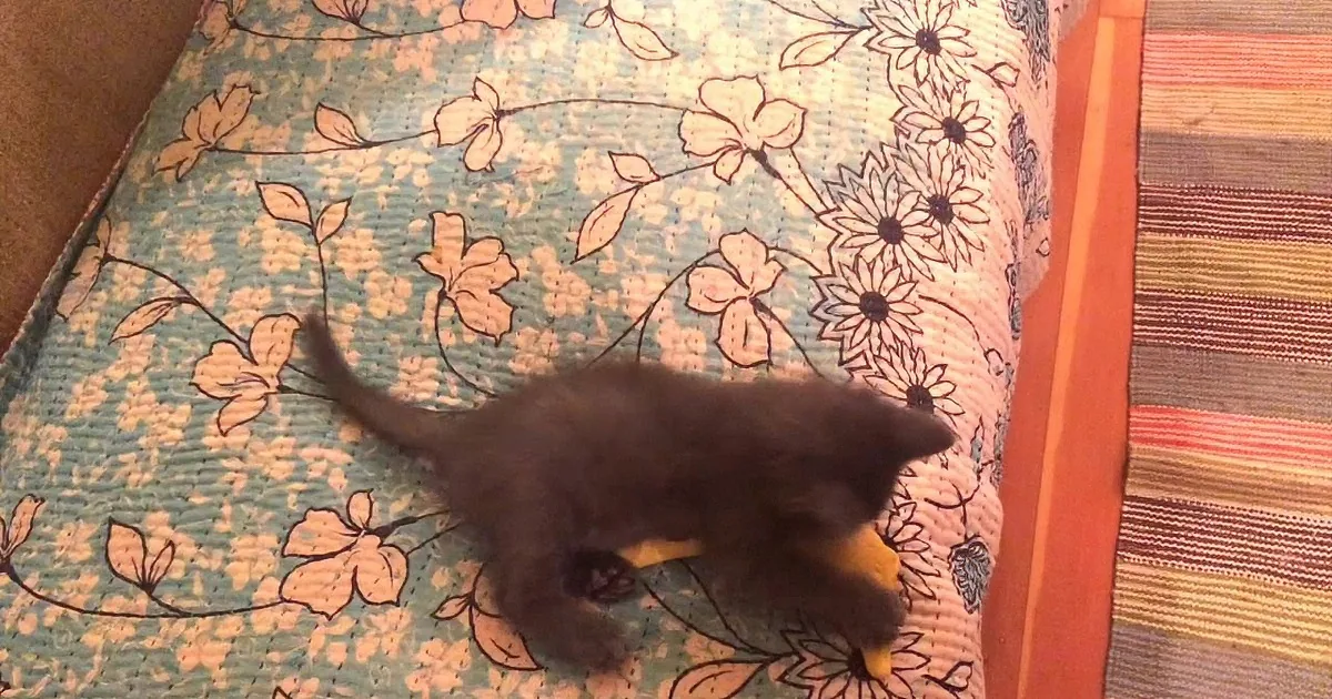 Kitten Goes Berserk for Catnip Banana!