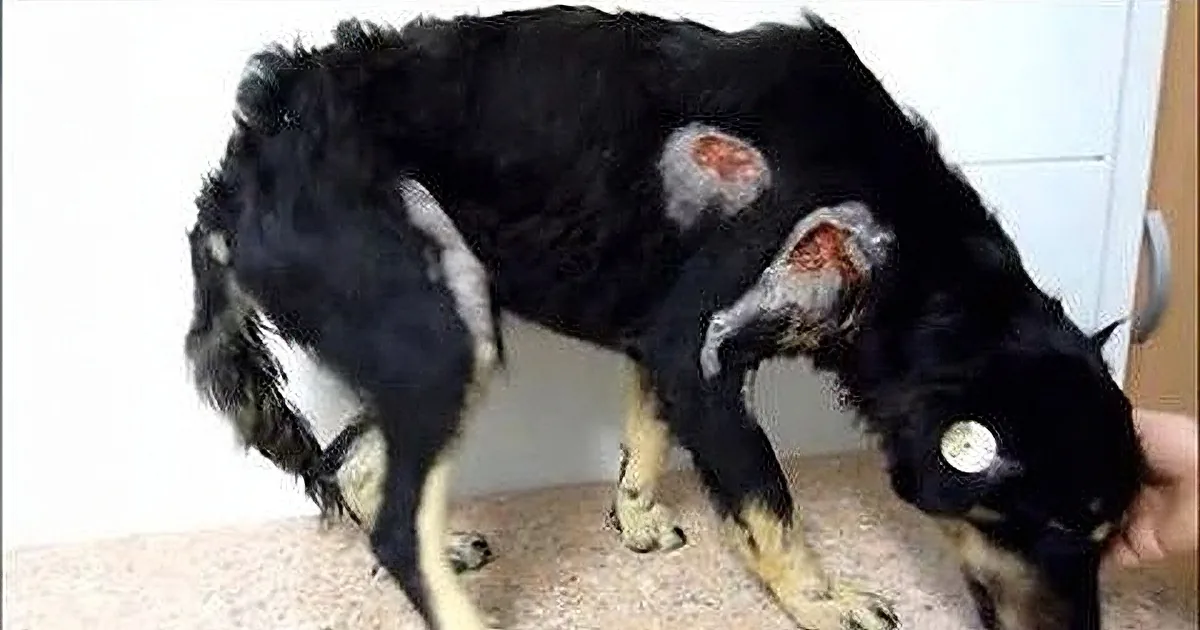 Watch This Homeless Dog's Amazing Transformation!