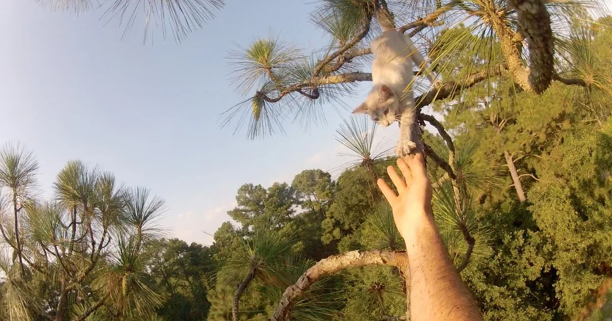 Watch This Man''s Incredible Creativity to Rescue a Kitten From a Tree!