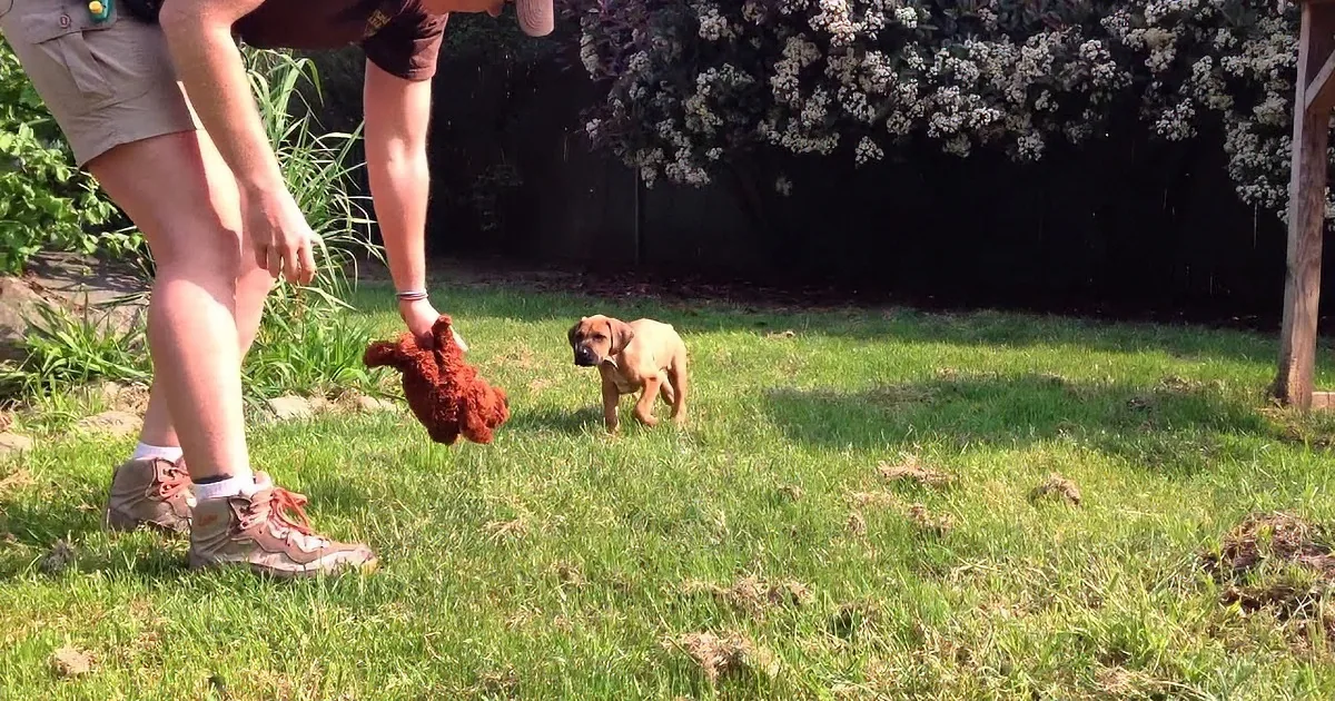 Puppy Bonds With an Unusual Friend at Park!