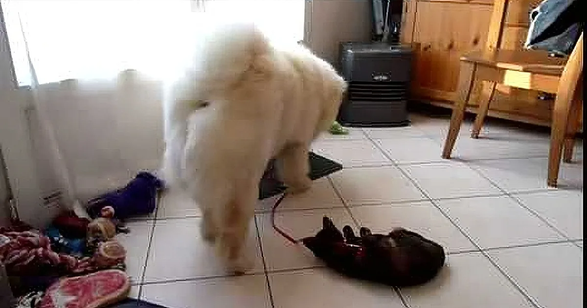 Chow Chow Pup Really Wants Kitty to Go for a Walk With Him, but Wait Till You See What the Cat Does!