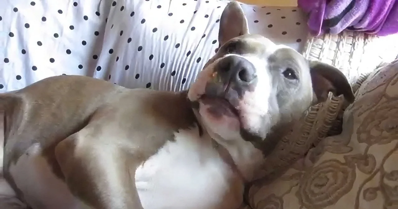 This Sleeping Pit Bull Will Only Wake up for Peanut Butter!