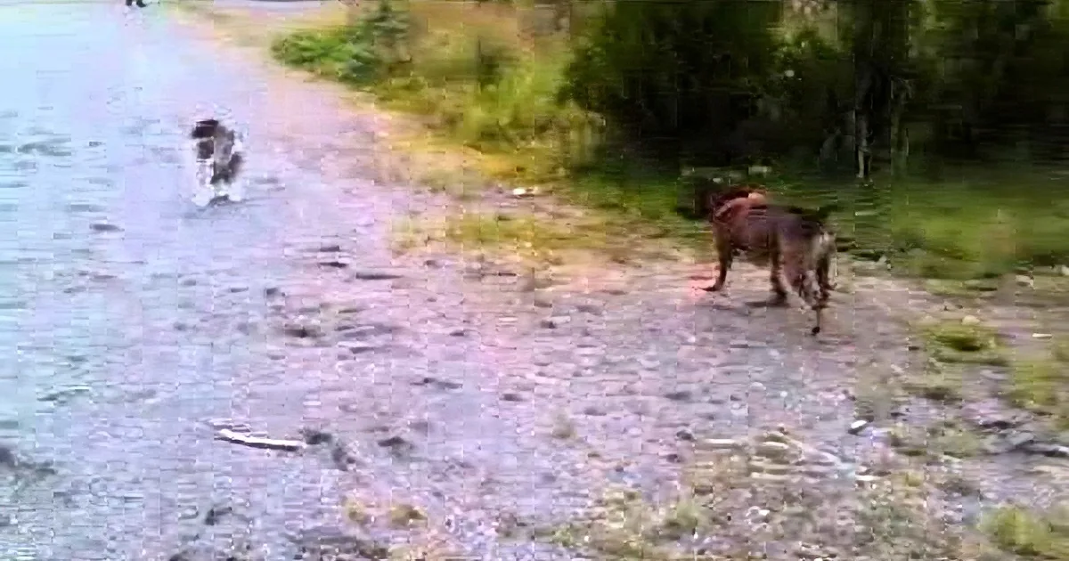 Staffordshire Bull Terrier Meets Kitty in the Park!
