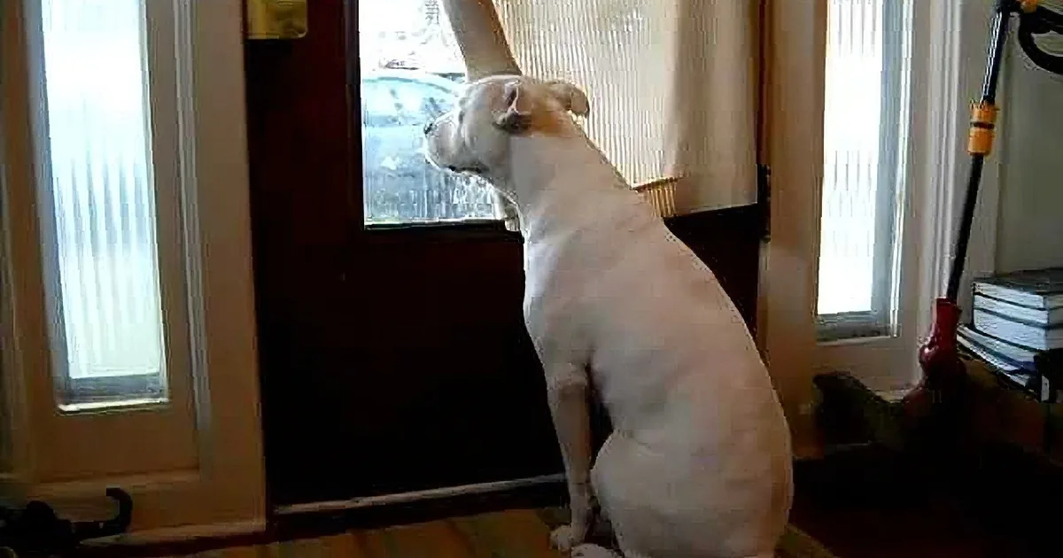 Watch This Pit Bull''s Response to Soldier Coming Home!