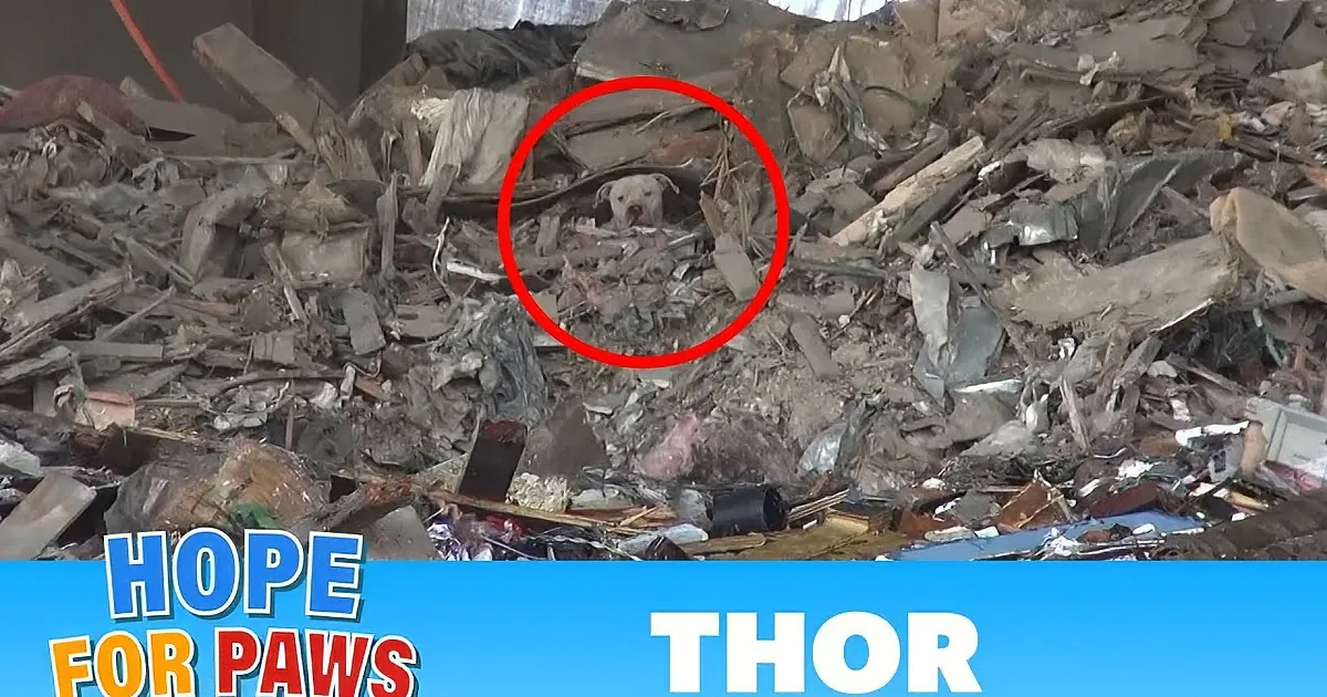 Scared Homeless Pit Bull Is Rescued Hiding in Recycling Plant!