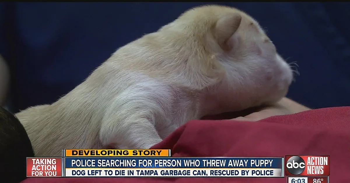 A pale, small dog is being held, rescued by police after being found in a Tampa garbage can.