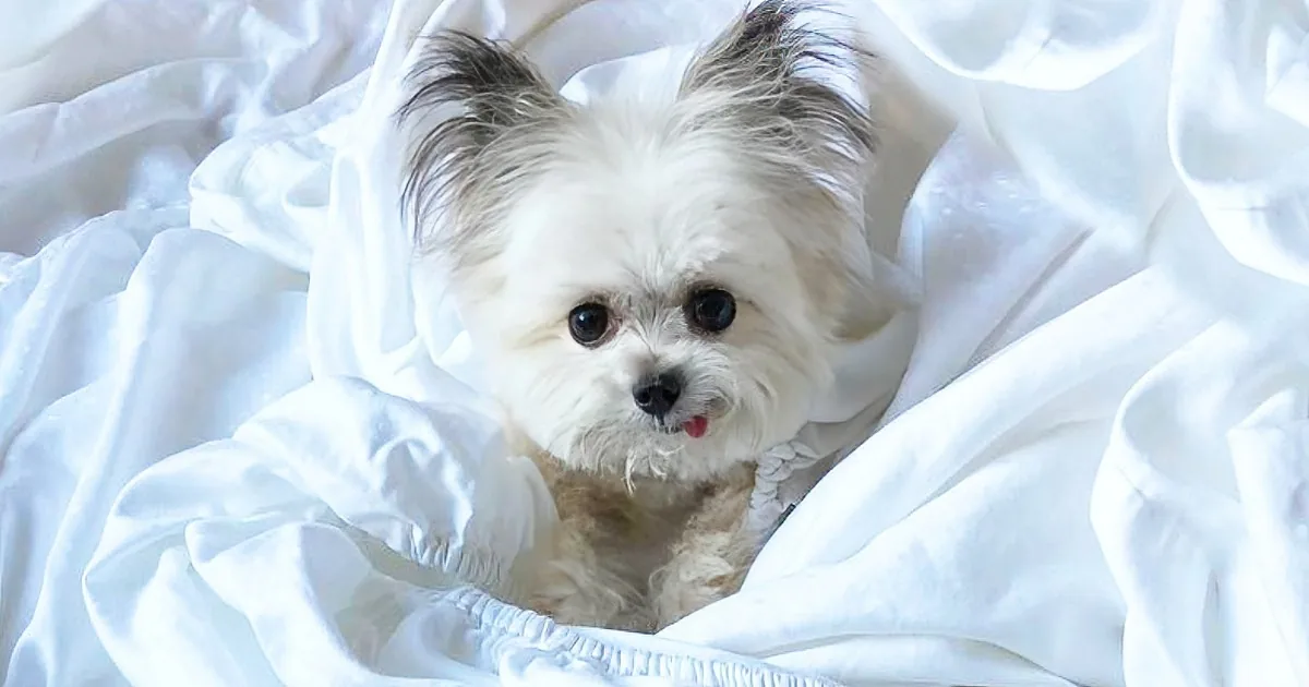 A fluffy white dog with dark eyes and a black nose rests on a crumpled white blanket.