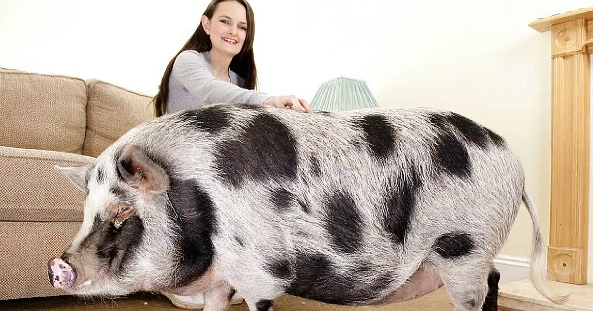 A large, spotted pig is lying on the floor, with a person sitting on a couch in the background.