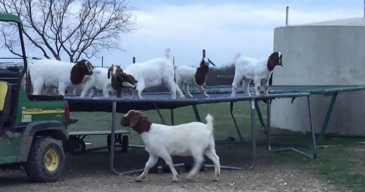 Six goats stand on a metal table, with one walking on the ground nearby.