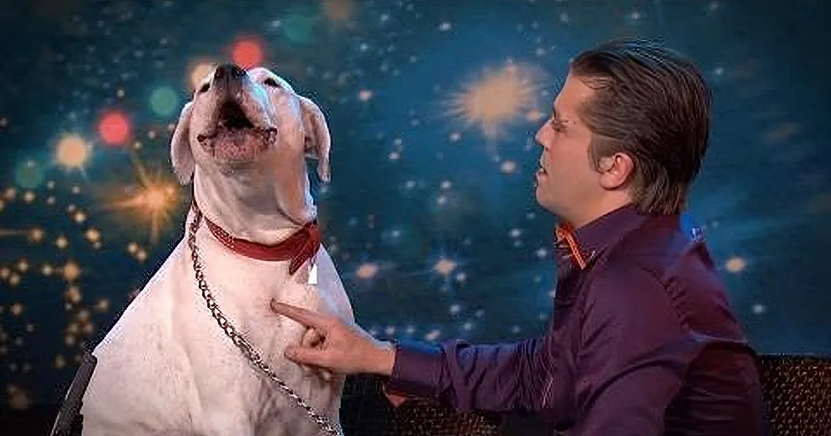 This Dog Looks Ordinary... but His Reaction to This Whitney Huston Song Is Just Wow!