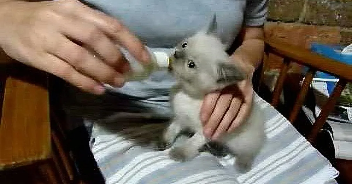 Hungry Himalayan Kitty Does This Every Time She Is Hungry. You Are Going to Be in Hysterics!