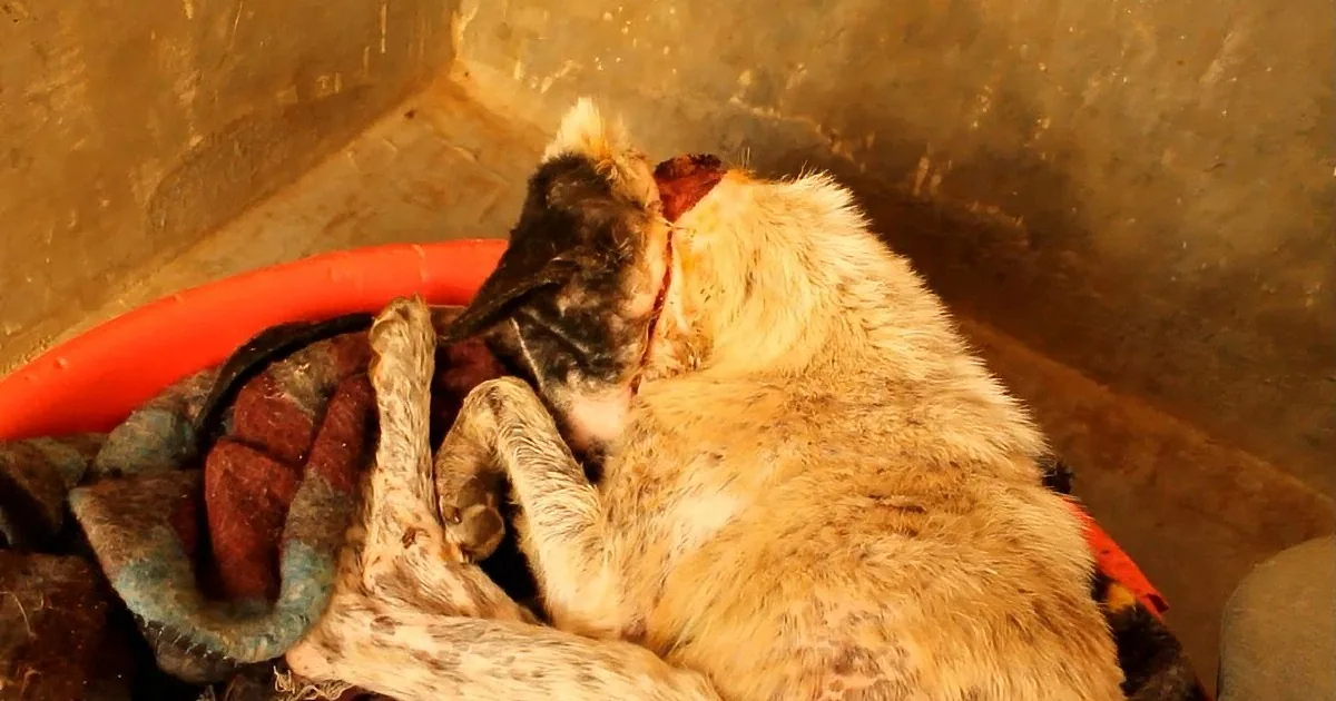 A dog with a matted coat lies curled up, surrounded by bones and a red bowl, in a dimly lit space.