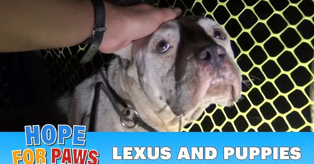 They Rescued a Homeless Momma Dog and Her Pups. but What They Find Inside the Dog? OMG!