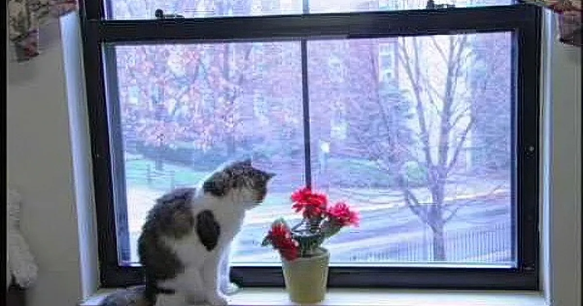This Mysterious Cat Shows up When Someone Is Dying. What He Does Then? Wait Untill You See This!