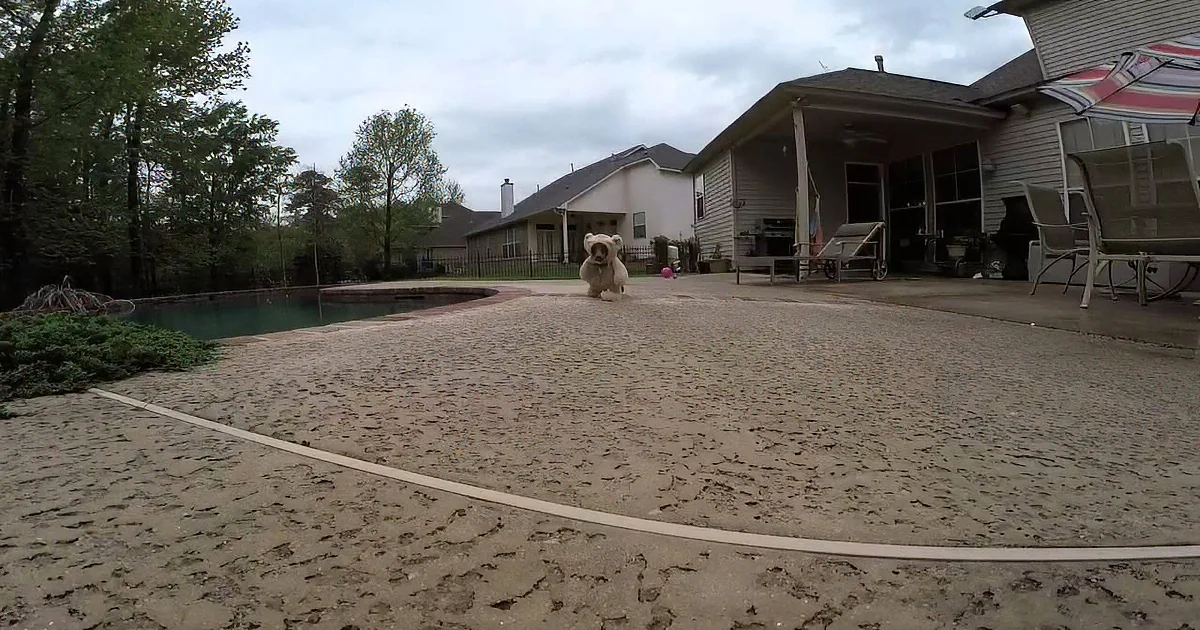 A small dog runs across a sandy backyard near a pool and house.