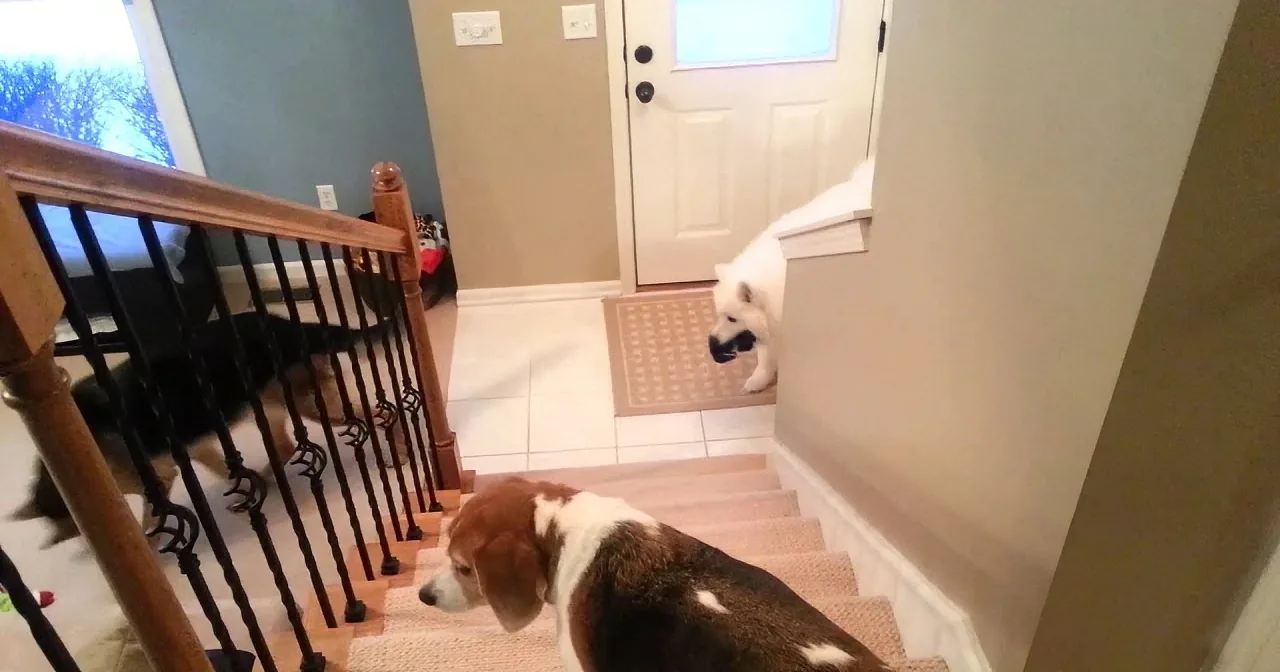 A white dog and a brown and white dog are descending a staircase in a home.