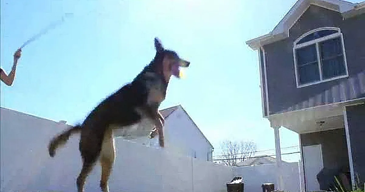 Geronimo the Dog Has Double Dutch Skills You Won't Believe!