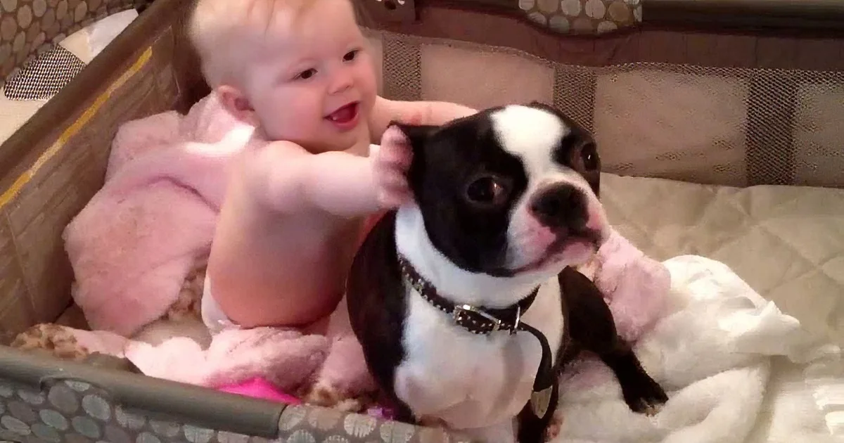 A baby and a Boston Terrier are in a playpen, with the baby reaching out to the dog.