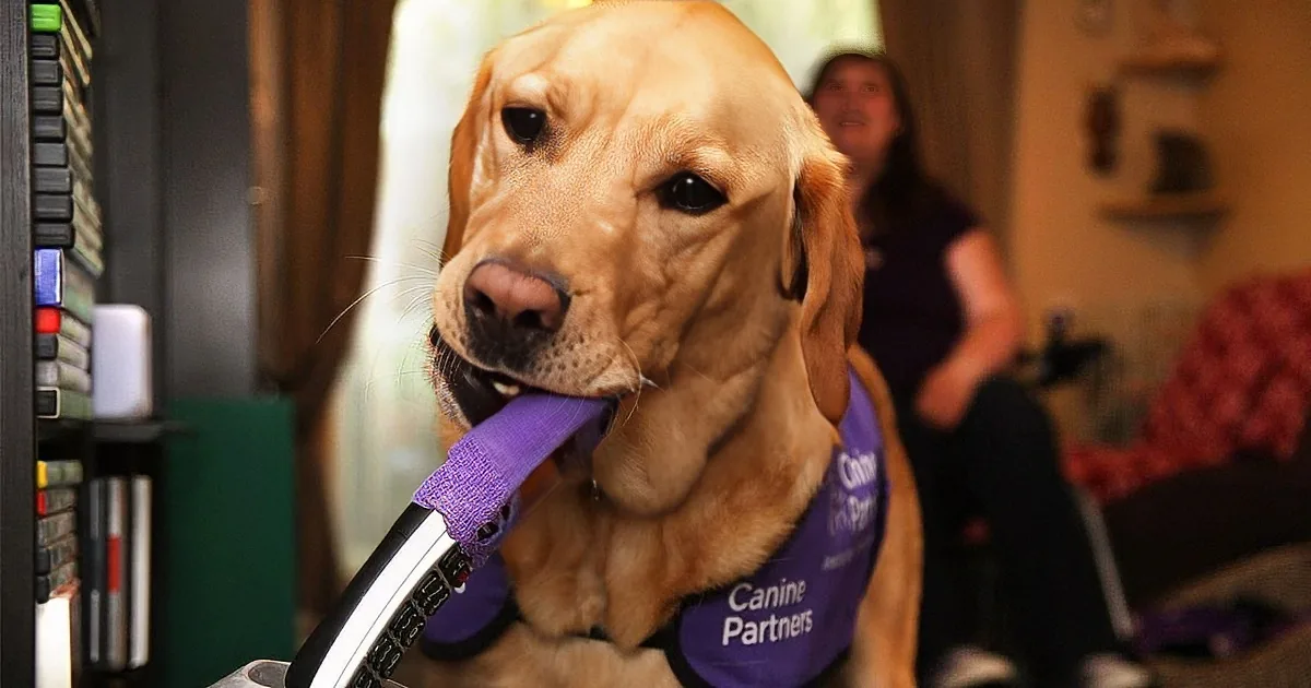 A golden retriever wearing a "Canine Partners" vest holds a purple strap on a machine.