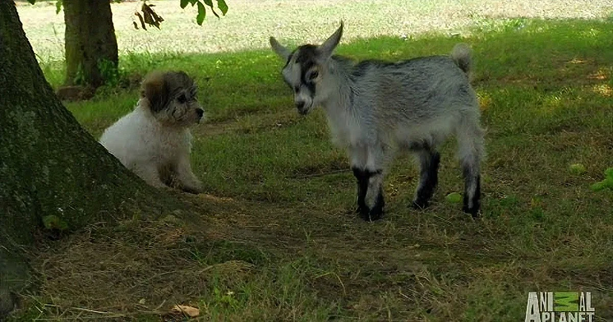 A small goat and a dog are standing together on grass near a tree.