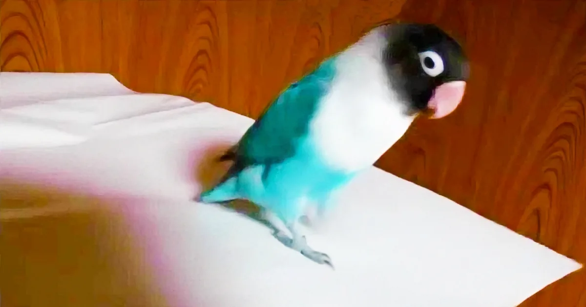 A colorful bird with a black head and white body sits on a white surface against a wooden background.