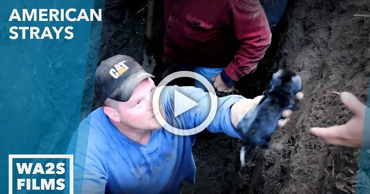 A Pup Was Trapped Inside This Pipe. What Do These Officers Do to Rescue Him? Whoa!