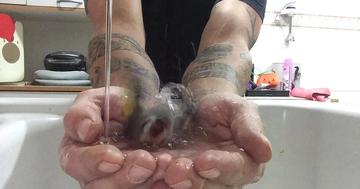 When This Bird Hears Running Water He Knows It Is Time for the Bath, Then He Does This! Wow!