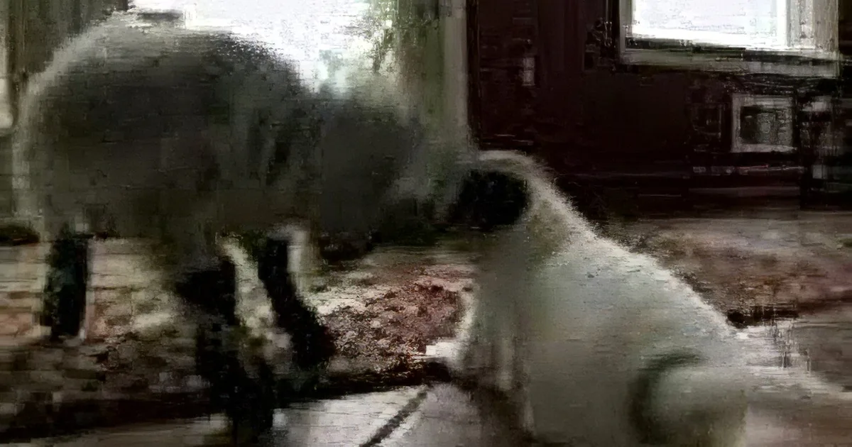Baby Goat Is Meeting These Pups for the First Time. Watch How He Introduces Himself! so Cute!