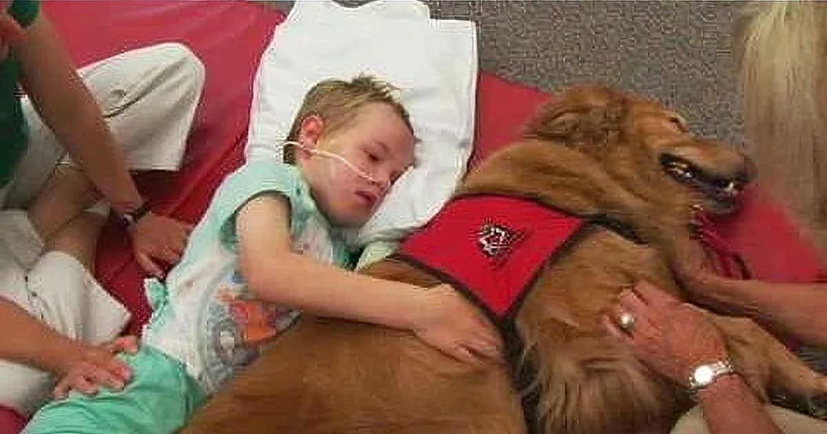 They Thought Their Lifeless Boy Would Not Recover. but Then a Dog Did This? Unbelievable!