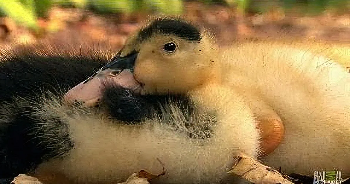 These Ducklings Secretly Drink This Puppy's Water. I Wasn't Expecting Him to Do This!