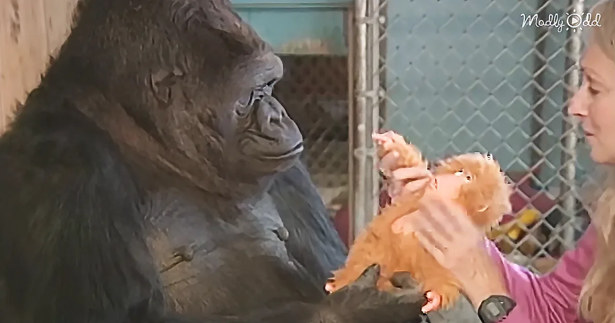 Koko Wanted Her Own Baby. She Got a Stuffed Toy Instead and, Awwww