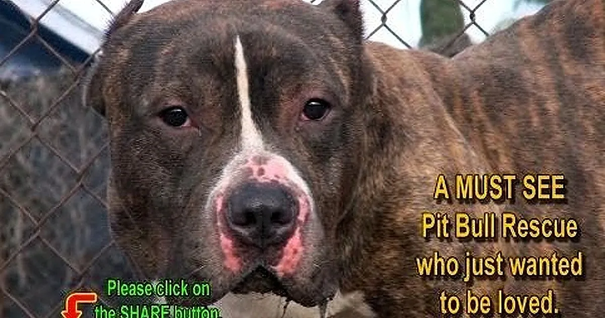 This Dog Was Abused by Some Neighborhood Kids. but His Reaction When He Was Rescued Is Tear-Jerking!