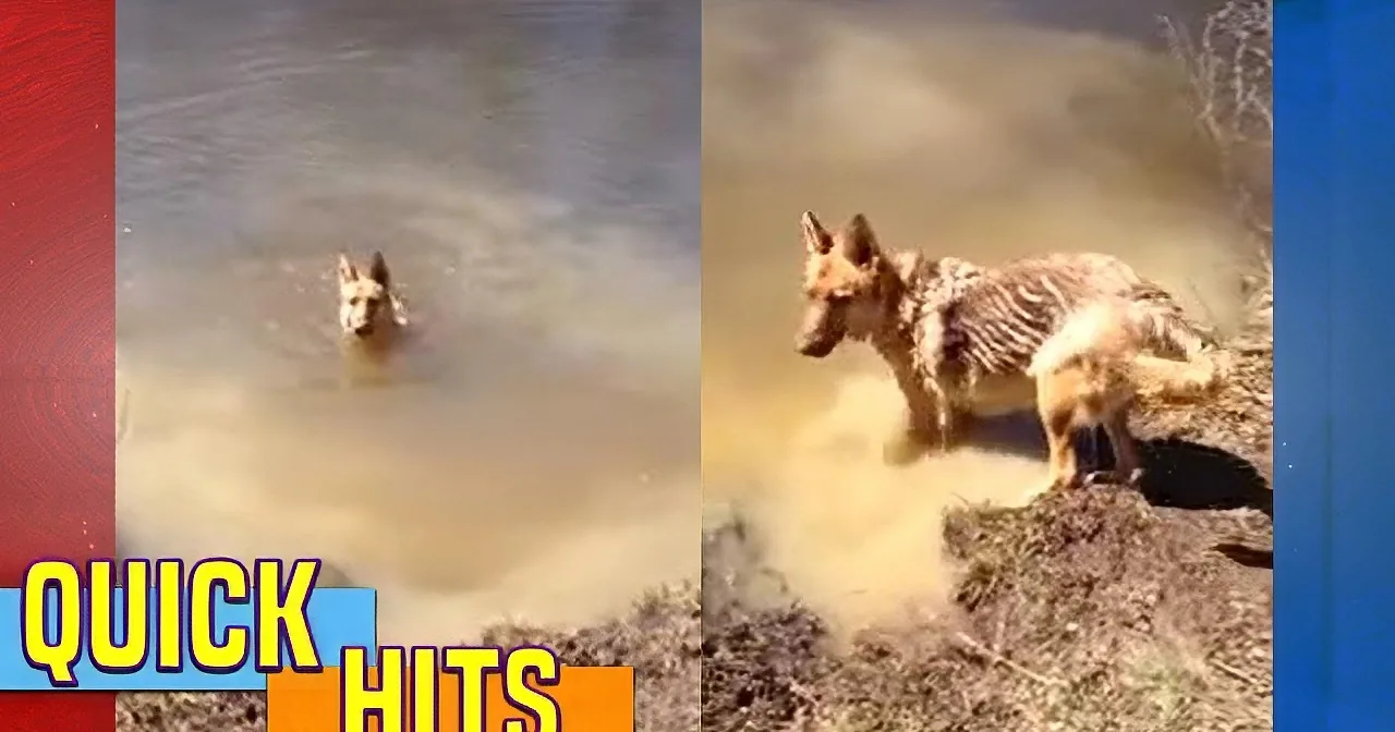 This Dog Throws a Tantrum When Asked to Get out of the Water. OMG... This Is Hilarious!