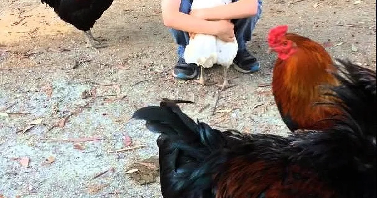 This Little Boy Wanted to Hug That Chicken. but the Response He Got in Return? Wow!