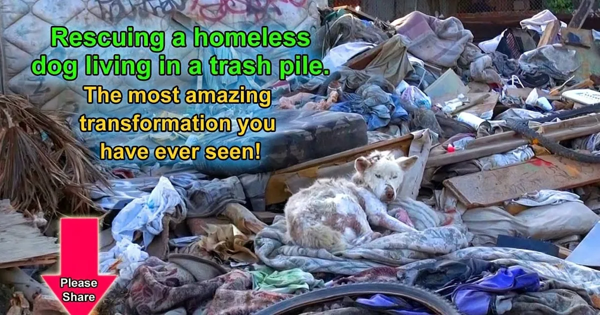 They Rescued a Poor Dog From a Junkyard. Her Reaction When She Was Rescued Is Just Precious!