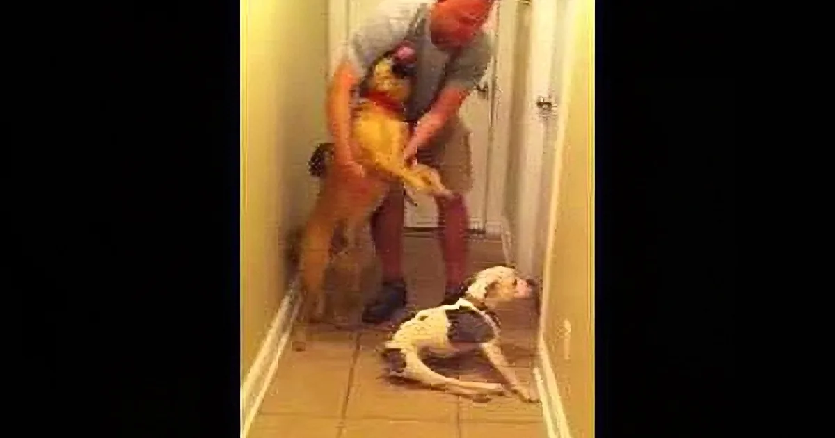 A man in a Winnie the Pooh costume is playfully interacting with a dog on a tile floor.