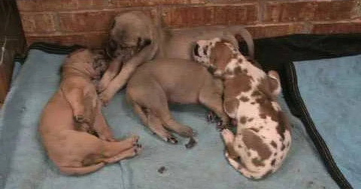 These Pups Were Sleeping Together. When One of Them Had a Nightmare, Watch What They Did!