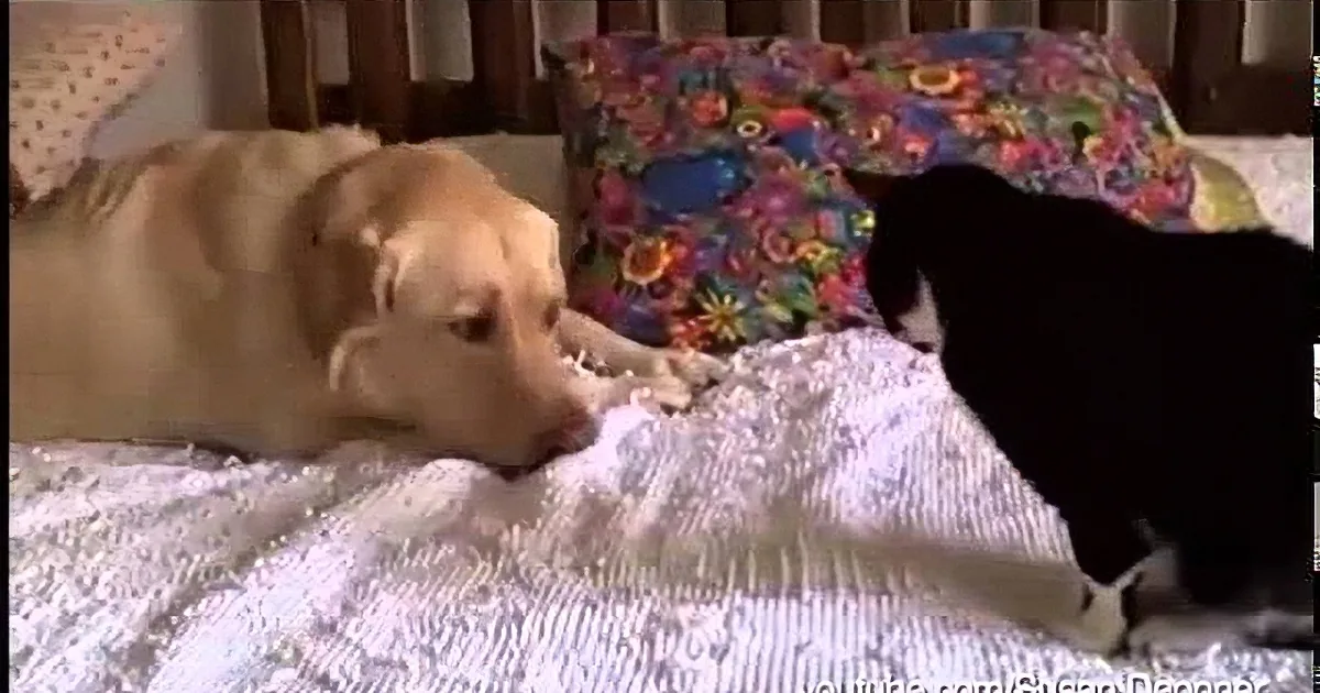 They Let Their Giant Dog Play With the Cat. Never Did They Expect the Cat to React Like This!