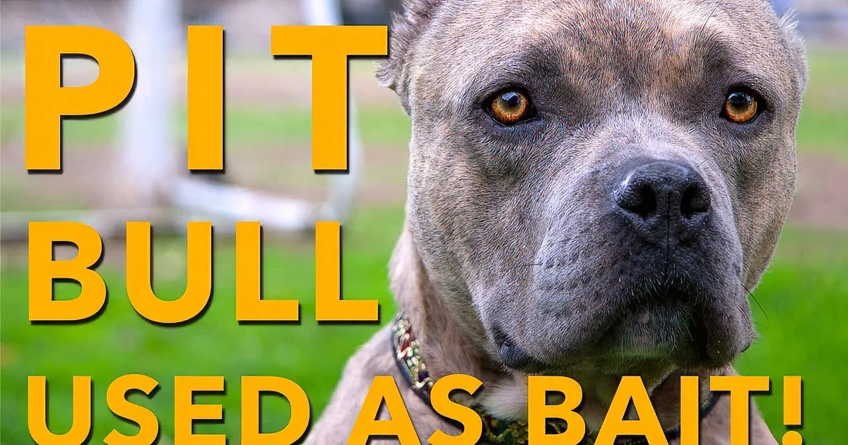 This Bait Dog Was Bleeding in the Streets. Wait Until You See What They Do for Her!