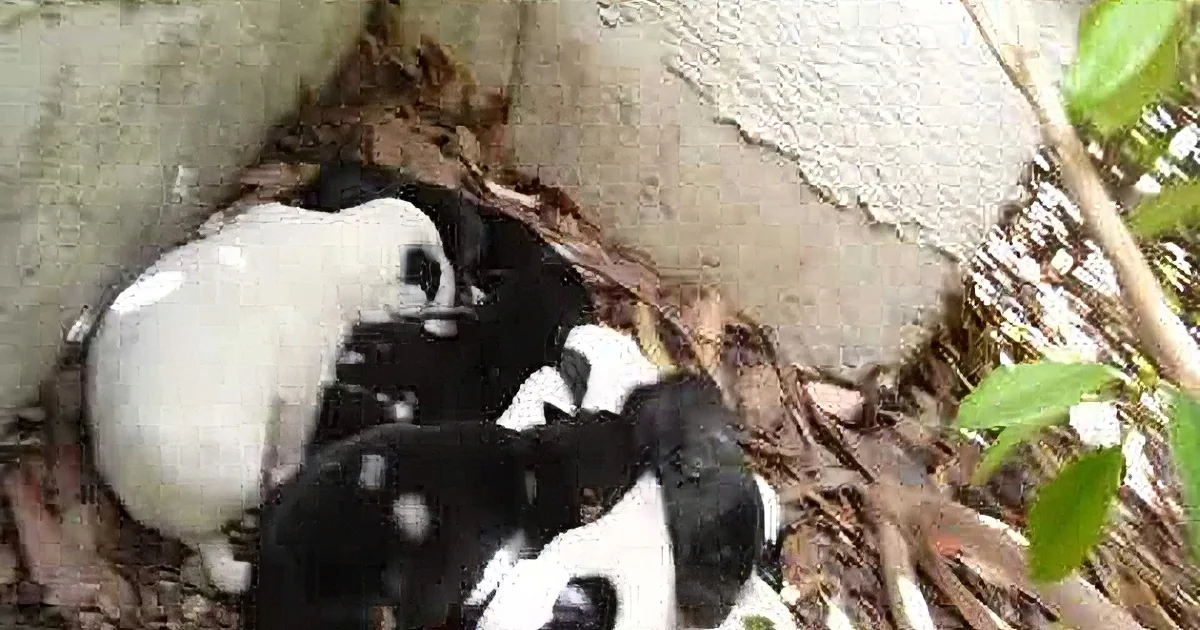 They Saw a Dog Lying Still on the Street. but What They Discovered Later? OMG!