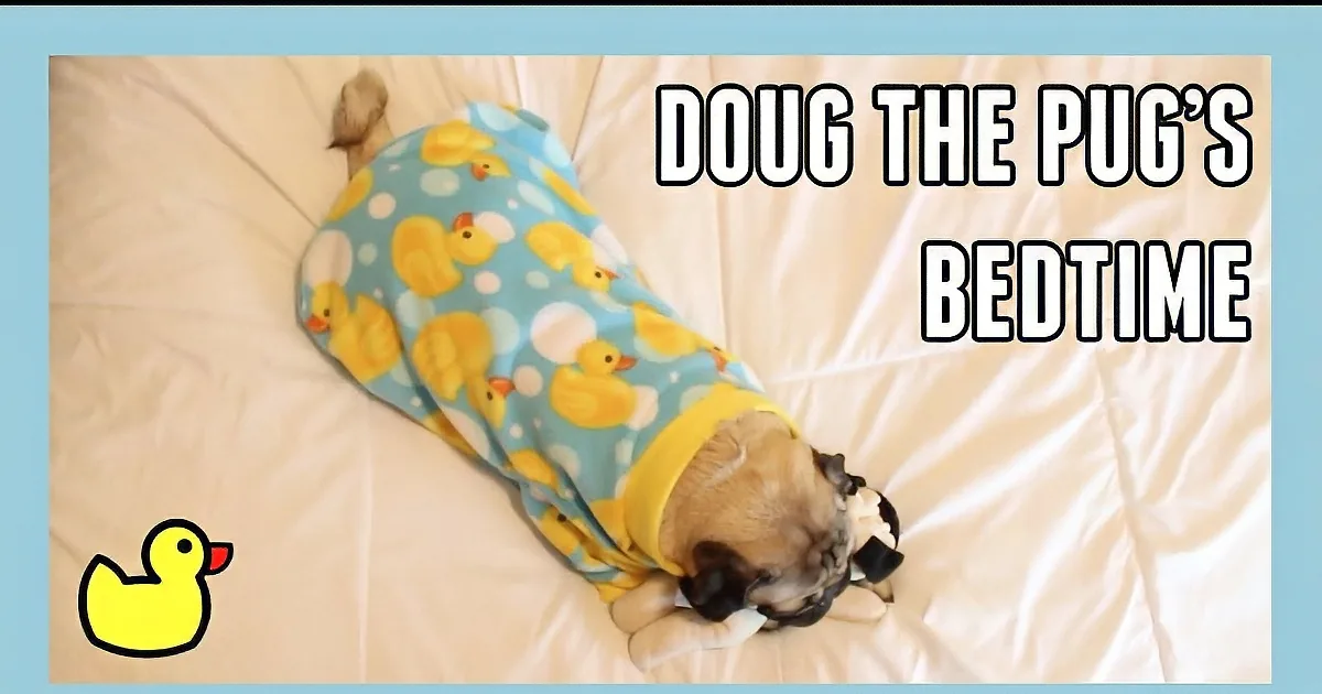 Mom Put This Dog in Her Bed. It Was What This Pug Did Next That Had Me in Stitches!