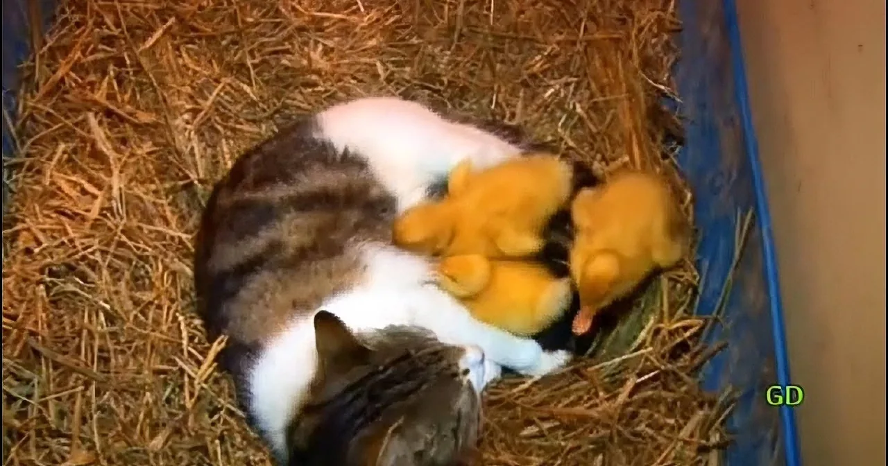 They Thought This Cat Was Going to Eat the Ducklings! Then She Did Something Totally Unexpected!