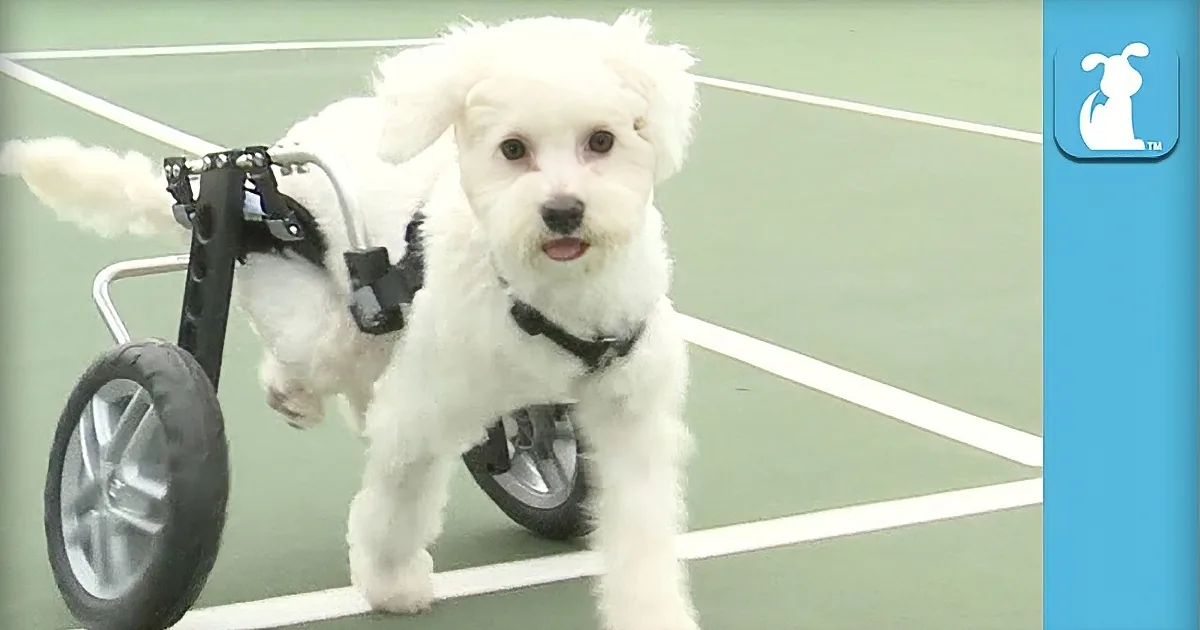 A small white dog wearing a harness and using a wheelchair on a tennis court.