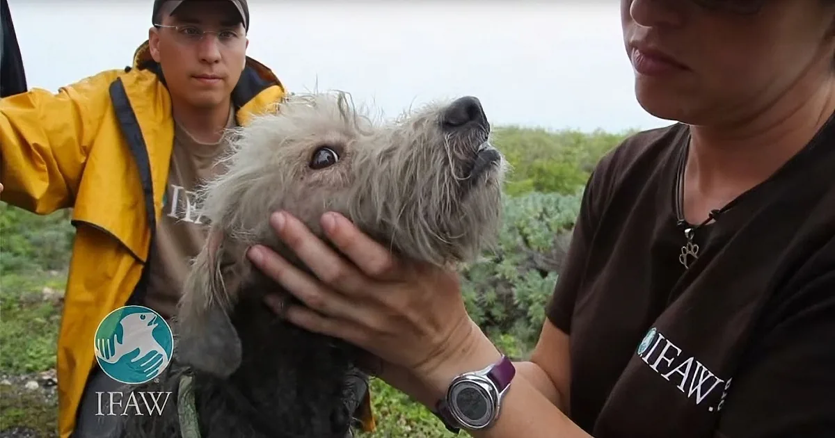 A person in a brown shirt holds a fluffy, wet dog, while another in a yellow jacket looks on.