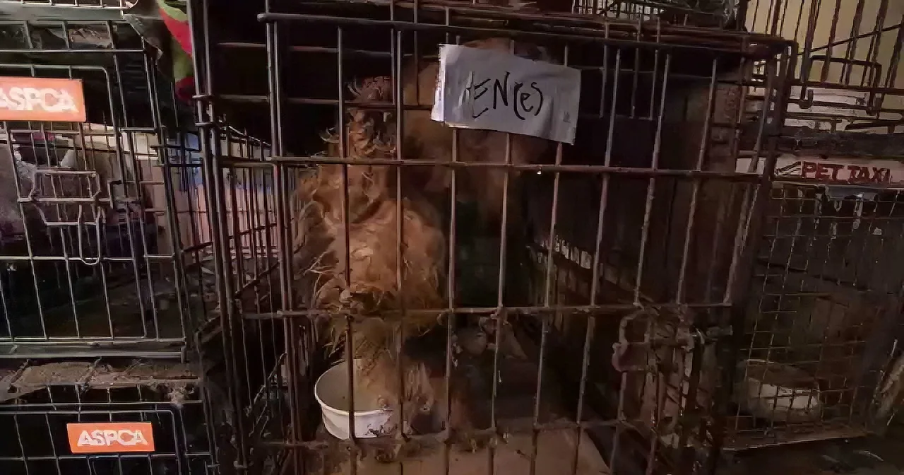 They Rescued These Animals From Extreme Abuse. the Animals'' Reaction? Heartbreaking!