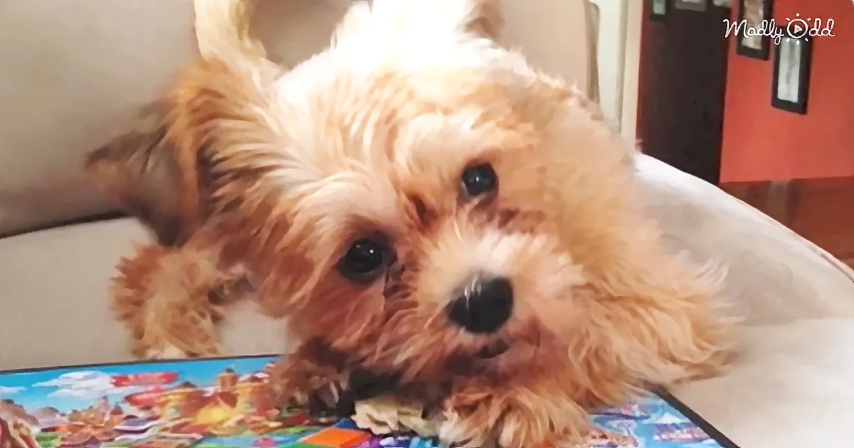 A fluffy, light brown dog with a white muzzle rests on a colorful mat, looking directly at the camera.