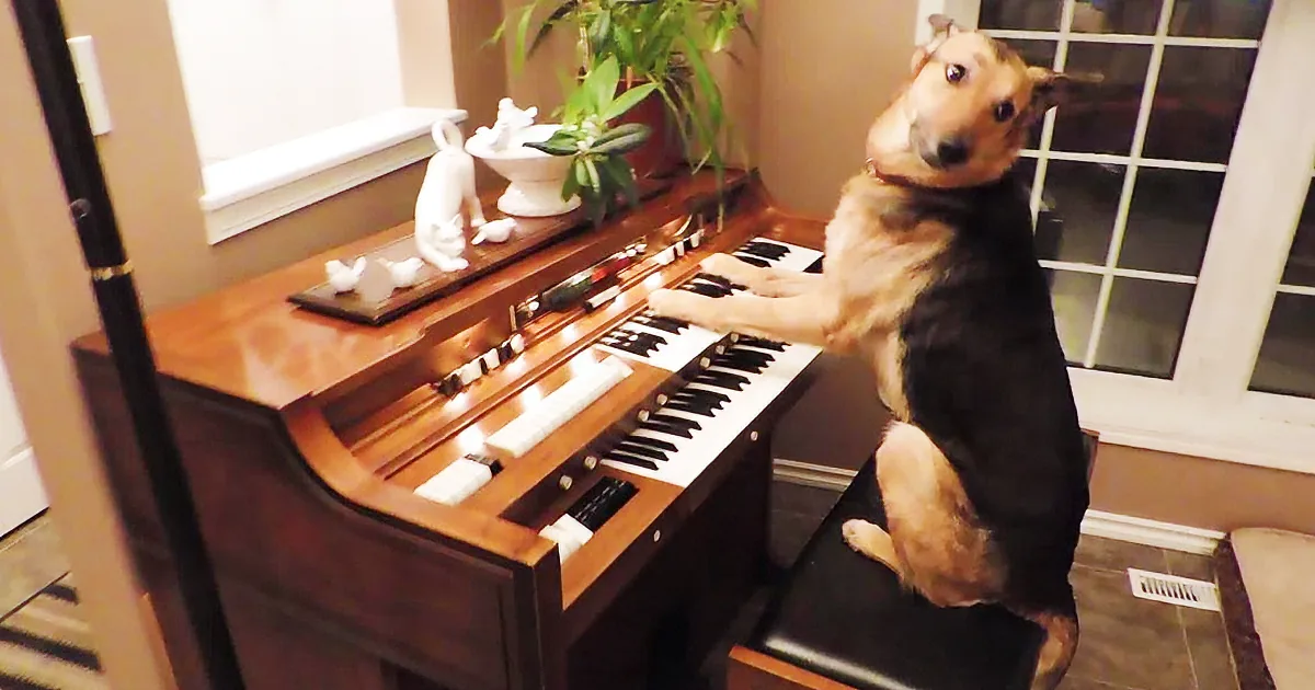 A dog sits on a piano bench, playfully placing its paws on the keys.