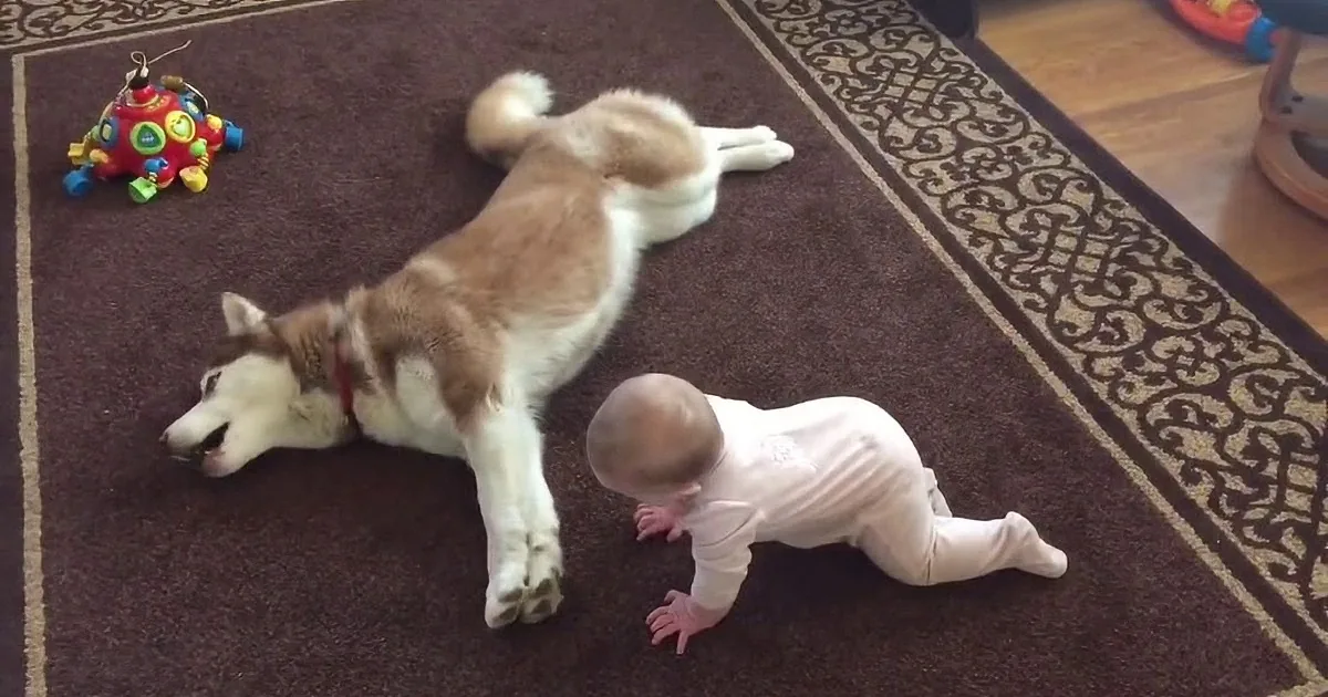 They Saw Their Husky Doing This With a Tiny Baby. OMG... Unbelievable!
