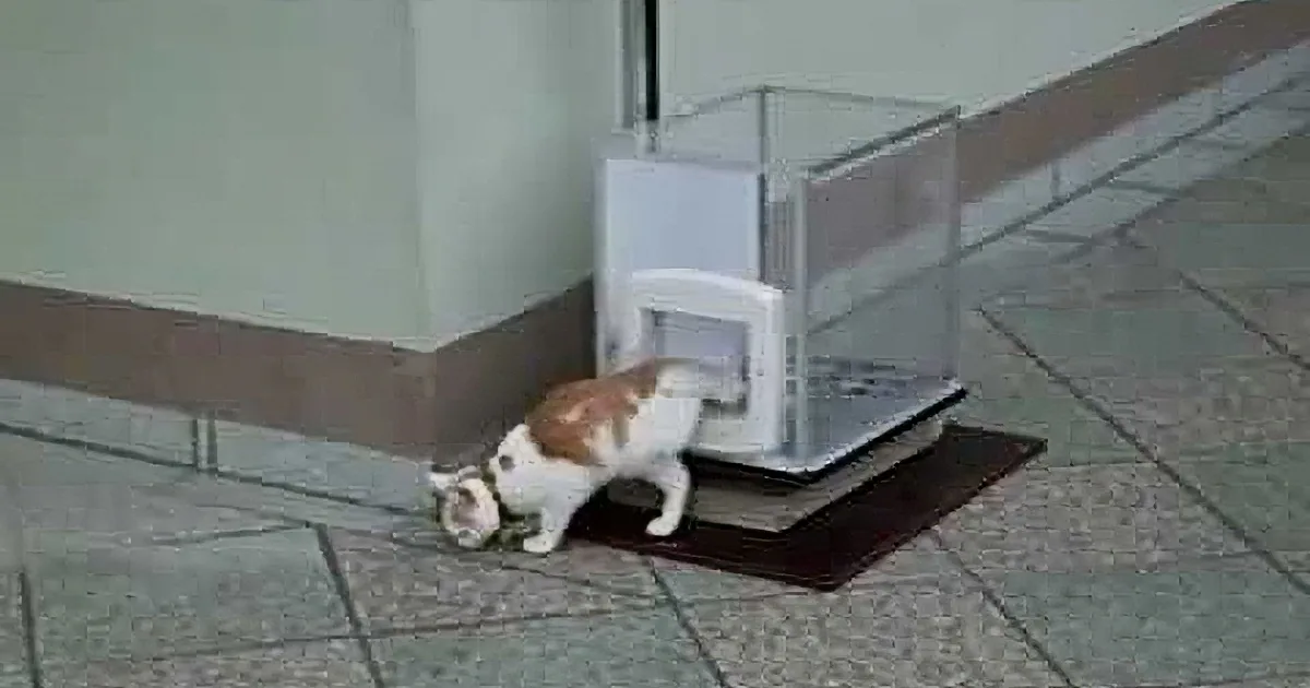 A cat is peeking into a small, clear plastic box on a tiled floor.